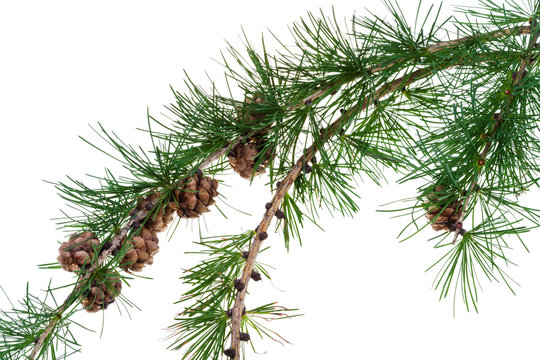 Fototapeta pine cones on branch of conifer tree