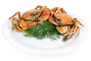 Boiled crab on white plate, isolated on white