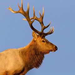 Male Tule Elk Close-up
