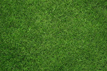 Deurstickers Close up van groen gras textuur, achtergrond met kopie ruimte © rangizzz