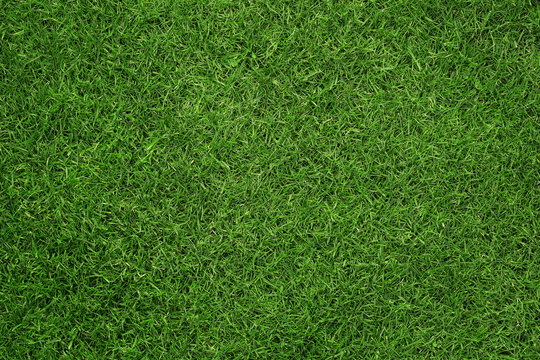 Close up of green grass texture, background with copy space © rangizzz
