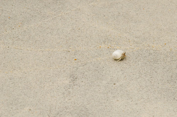 Fototapeta na wymiar Pustelnik na piasku