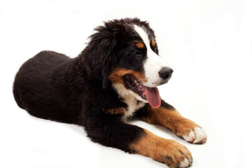 Bernese Mountain Dog