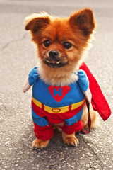 Super Dog © thenikonpro