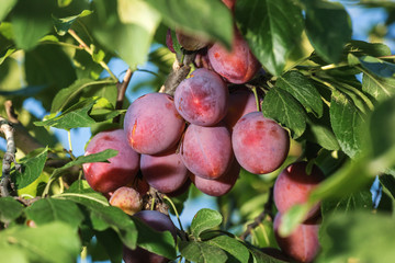 Ripening plum