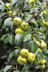 Green pear on the branch of the tree