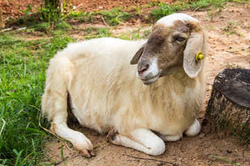 Cute lamb lying down in meadow