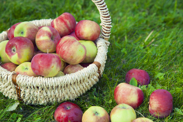 Healthy Organic Apples in the Basket