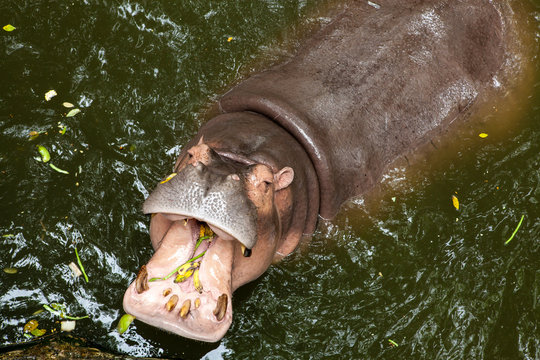 Hippopotamus open mouth in water