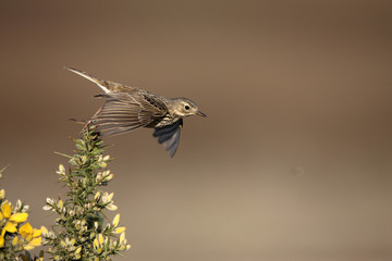 Meadow pipit, Anthus pratensis