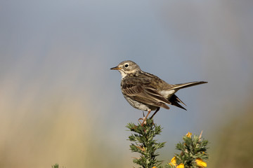 Meadow pipit, Anthus pratensis