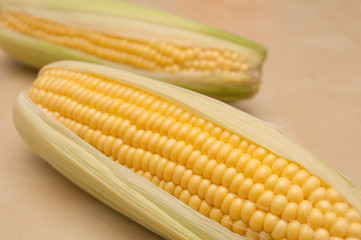 Corn Cobs