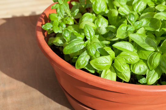 Potted Basil