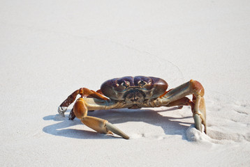 red crab on beach ,Tachai island, Similan island group, Phang ng
