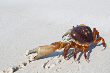 red crab on beach ,Tachai island, Similan island group, Phang ng