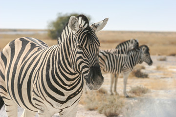 Fototapeta na wymiar Zebra burchell