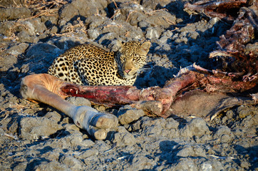 Leopard with a Thornicroft giraffe carcass