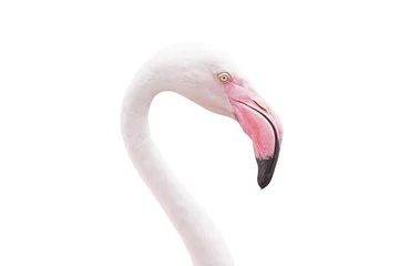 Photo sur Plexiglas Flamant Flamant rose tête isolé sur blanc