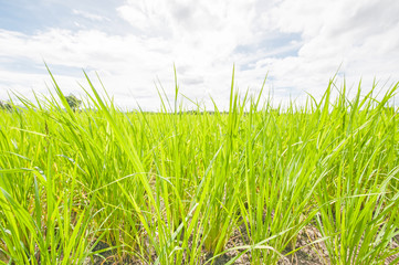 Fototapeta premium Rice field