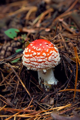 Amanita mushroom
