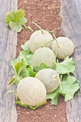 Stow of harvested Japanese musk melons in melon orchard © chotewang