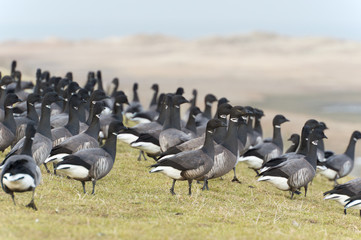 Swarm Brent gooses