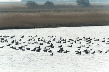 Swarm Brent gooses