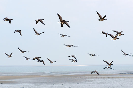 Swarm Brent gooses above the wadden sea