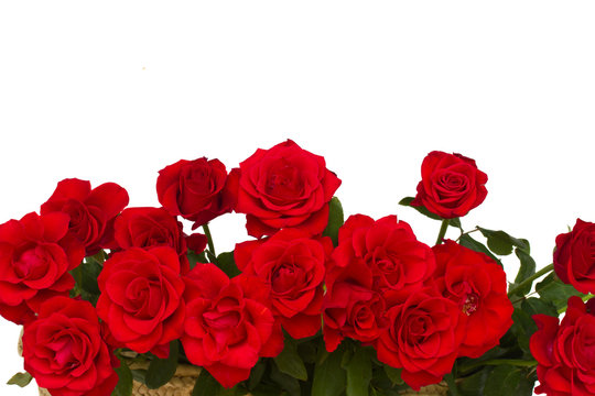 border of scarlet roses