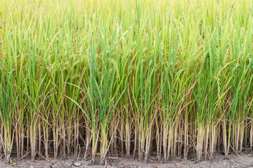 Rice in paddy