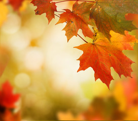 autumn background