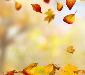 Photo sur Plexiglas Automne feuilles d& 39 automne