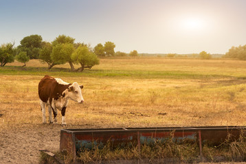 Cow on the pasture