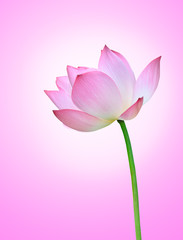 Pink lotus(Nelumbo nuclfera Gaertn) flower isolated