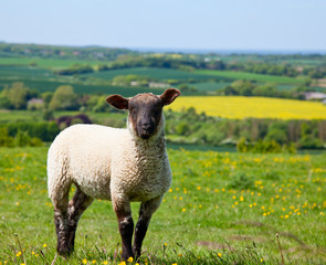 Fototapeta premium Lamb
