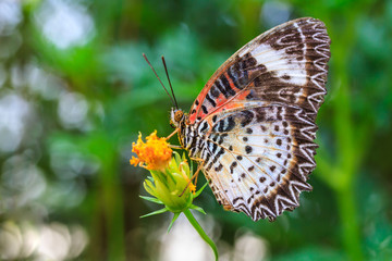 Leopard lacewing butterfly feeding on cosmos flower