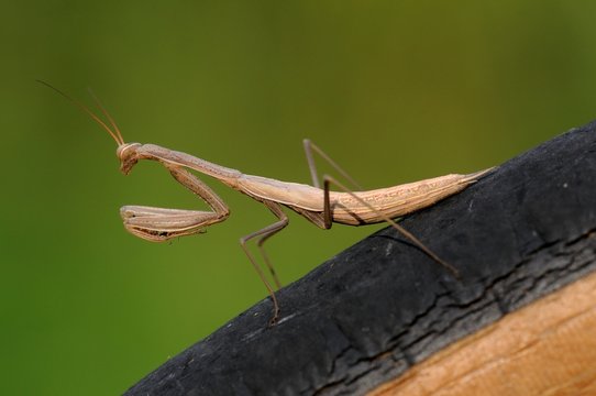 Mantis religiosa,ninfa