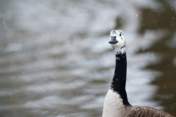 Goose in snow