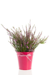 Heath in flower pot