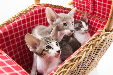 Fototapeta na wymiar Little cats hiding in picnic basket