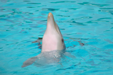 le grand dauphin de planete sauvage