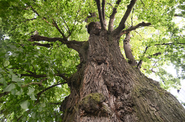 Fototapeta premium old basswood