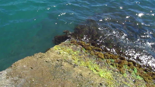Sea waves and algas on a stone. Landscape