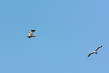 Western Marsh Harrier hunted by sea gull