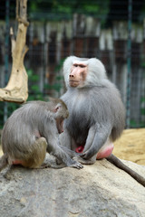 TIERE_1247_Affe_Mantelpavian