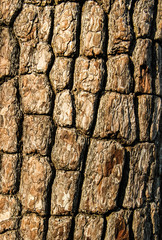 Bark tree