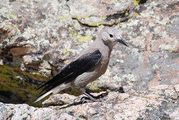 Fototapeta premium Clark’s nutcracker in Rocky Mountain National Park, CO, USA