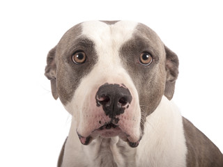 american staffordshire terrier on a white background