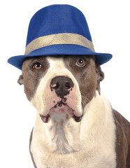american staffordshire terrier with a hat - 55519965