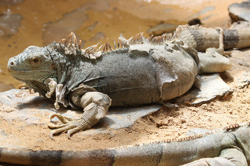 TIERE_1755_gruener_Leguan